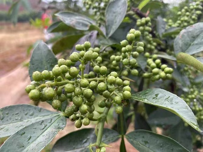 香气四溢的花椒。许珂摄