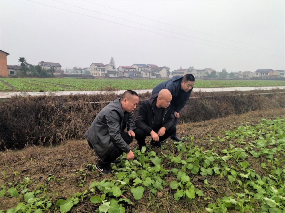 桃江县农业农村局农技专家在田间指导油菜生产。袁静摄