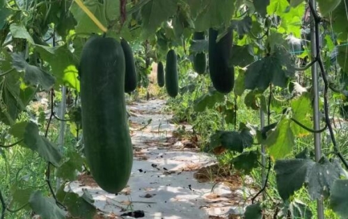 楊榮福的冬瓜基地。受訪單位供圖