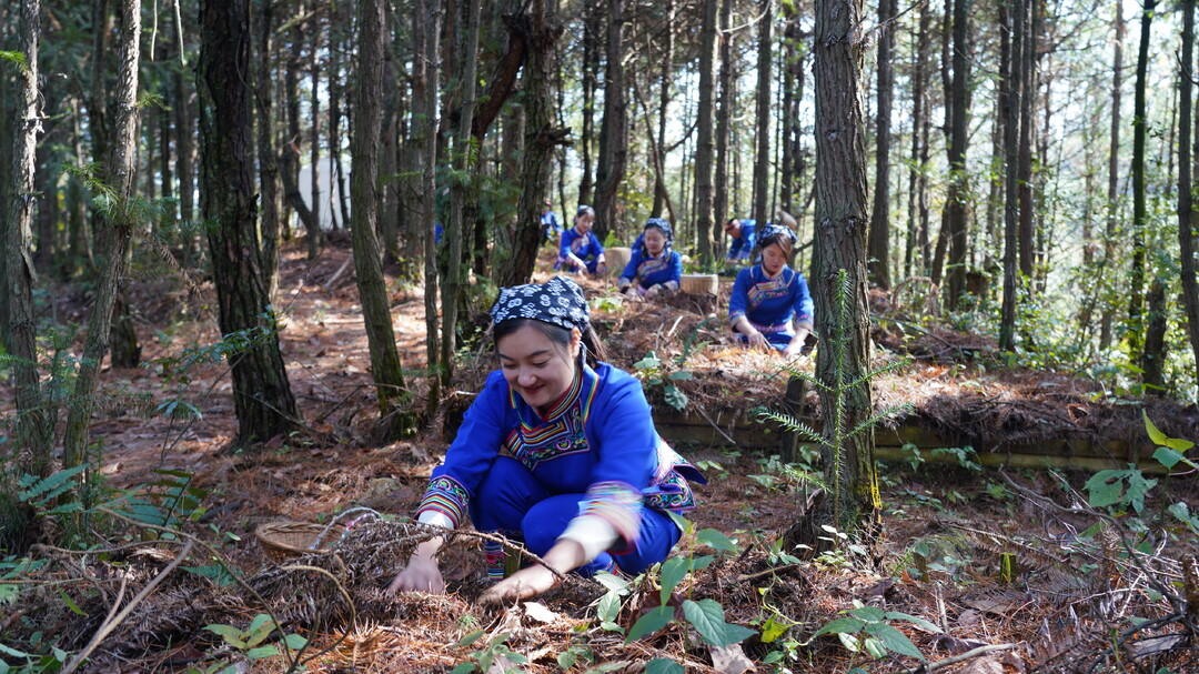 中方縣瀘陽鎮雞公坡村天麻林下生態種植基地迎來採收季。單位供圖