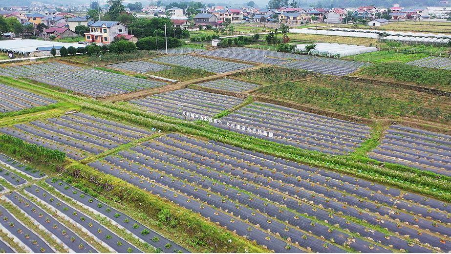 和平村藍莓基地。單位供圖