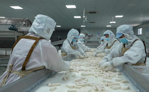 村民在家門口的香芋加工企業就業。周文攝