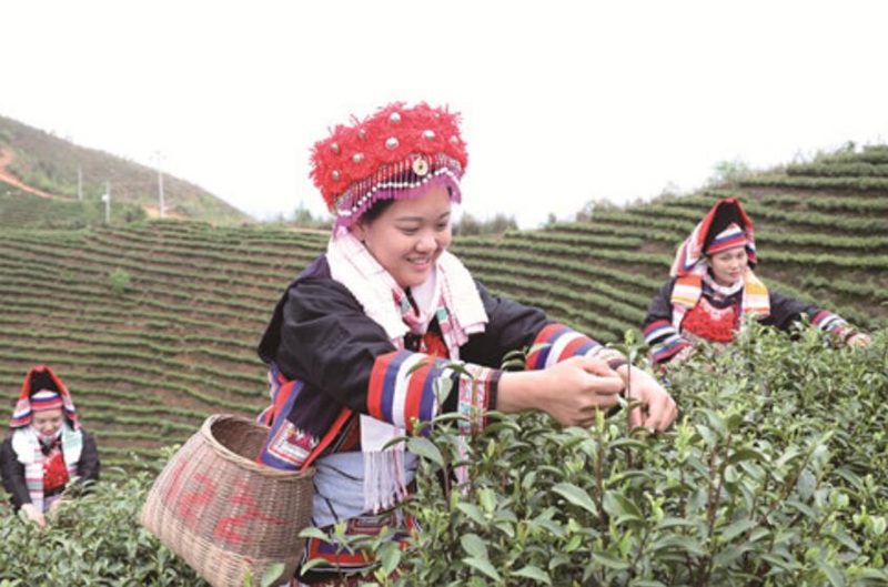 清明時節採茶忙。歐陽群峰攝