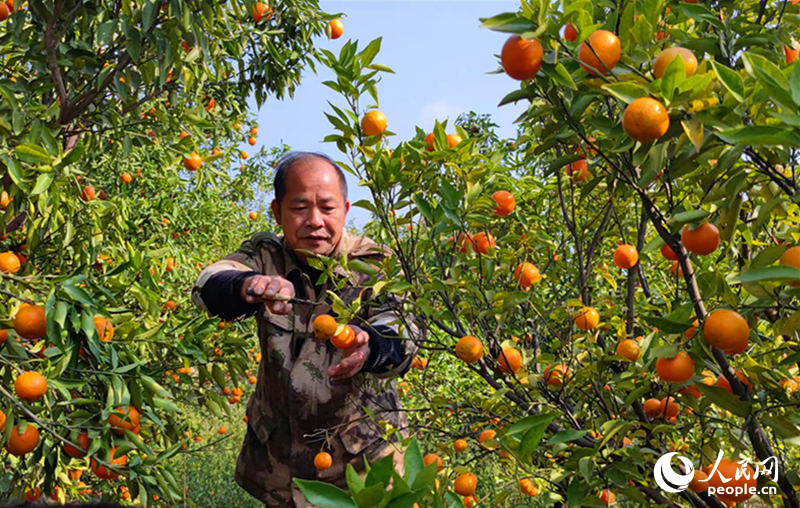 黄群平在果园里采摘橘子。人民网记者 刘宾摄