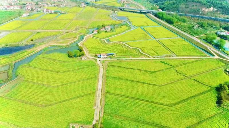 农地银行,支持益阳清溪稻梦渔歌田园综合体项目。单位供图