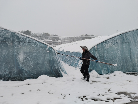 宁乡市龙田镇横岭村组织群众清扫烟叶大棚积雪。受访单位供图