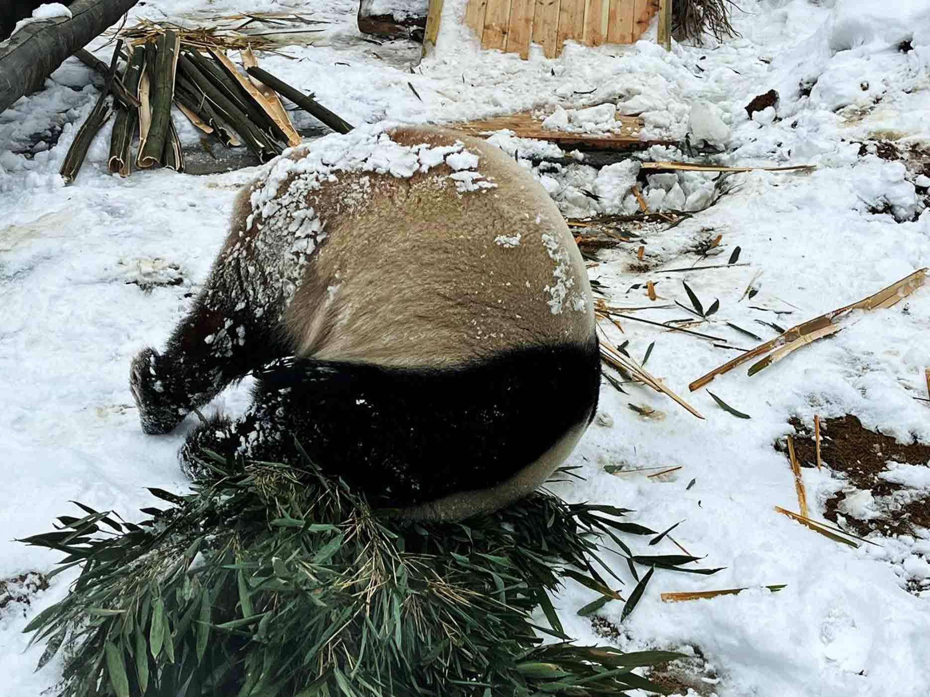 刚在雪地撒欢完的大熊猫背上沾满了雪。黄文渊摄