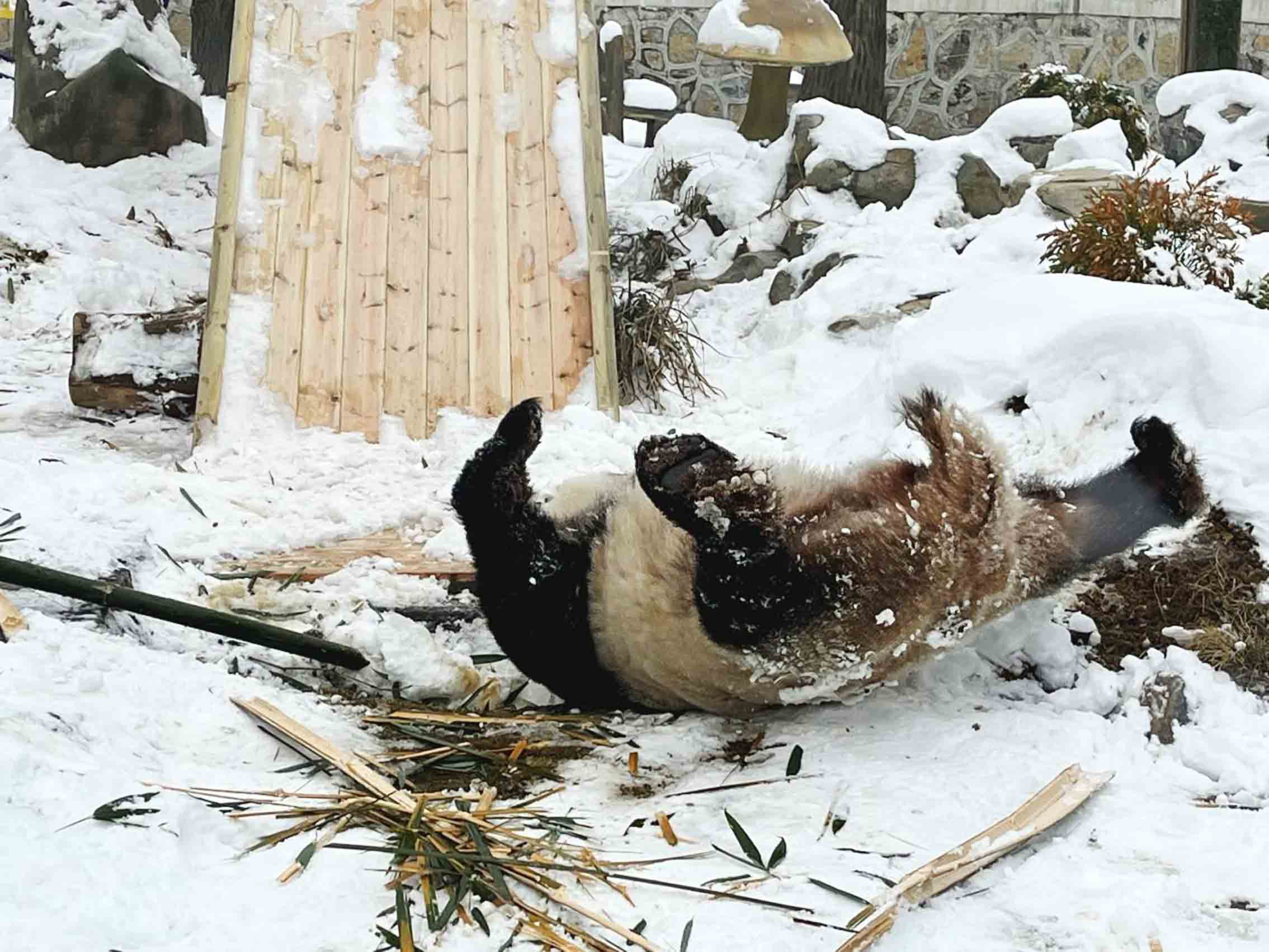 淘气的大熊猫不小心翻倒在地。黄文渊摄