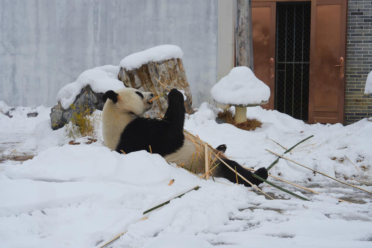 熊猫正悠闲地啃着竹子。黄文渊摄