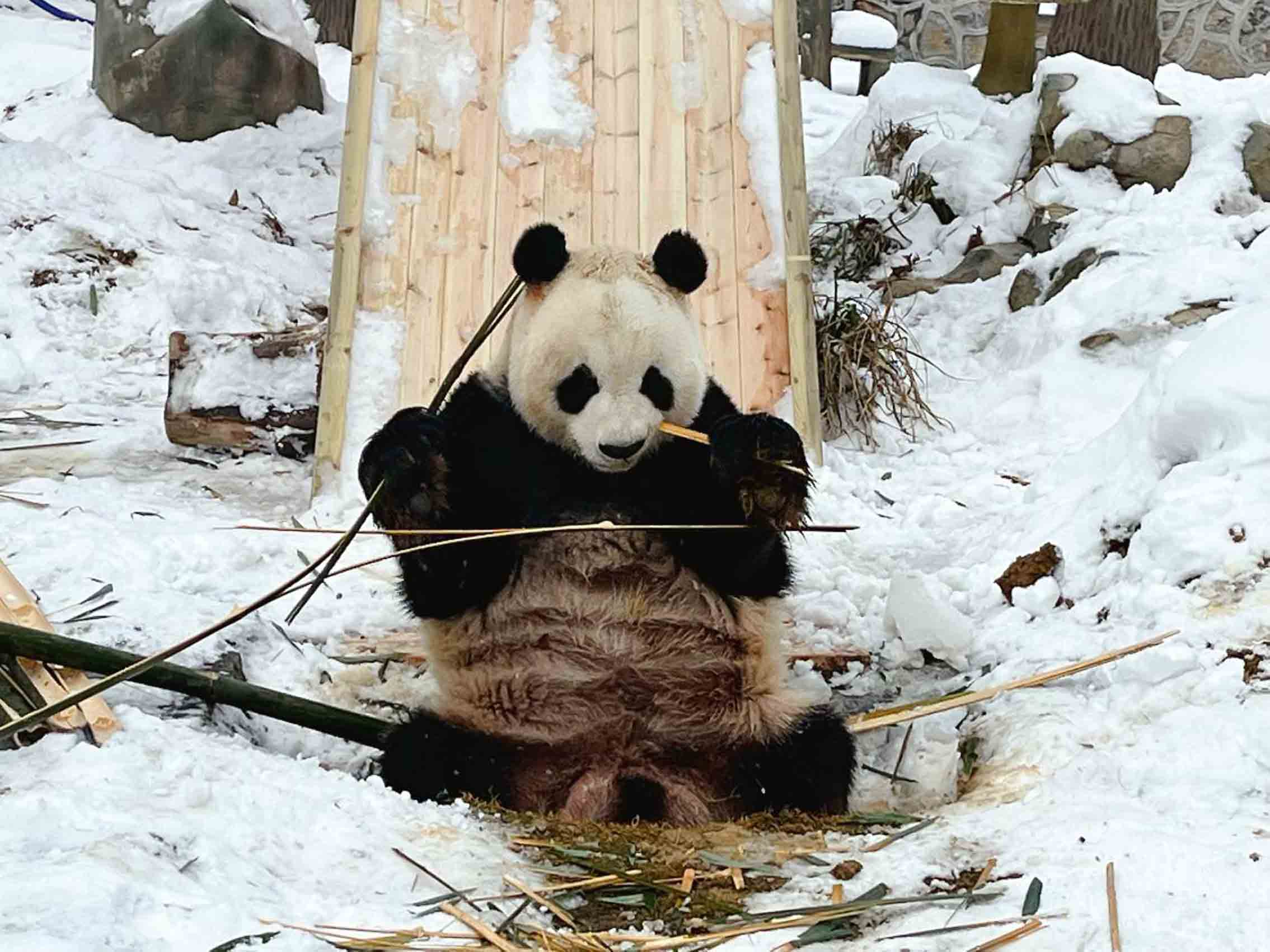 一只专心品尝“美食”的熊猫。黄文渊摄