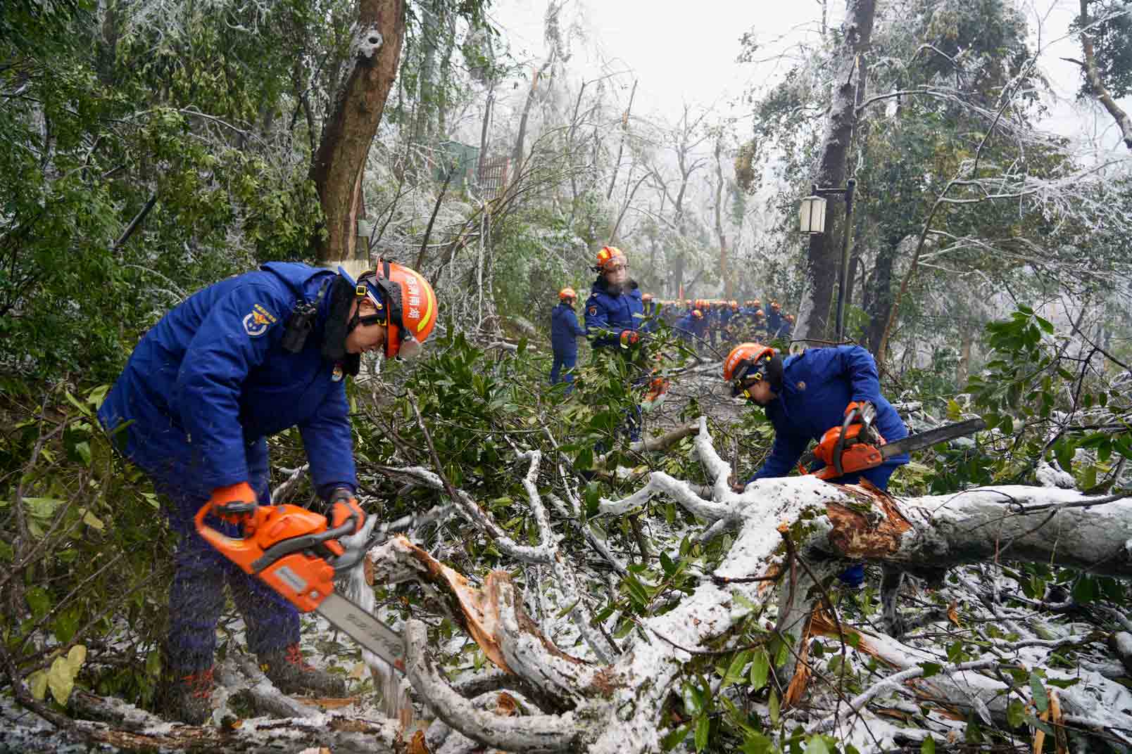 2月8日，長沙市消防救援支隊正對岳麓山景區內倒伏的樹木，進行清障處理。受訪單位供圖