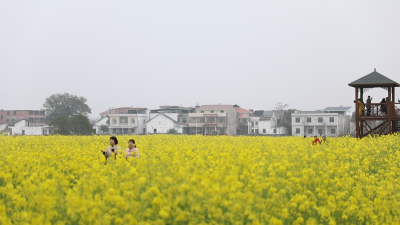 油菜花田。单位供图