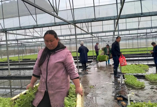 江永县烟区产业综合体(大坝洞片)项目育秧基地。江永县委宣传部供图