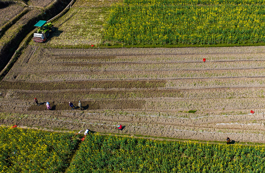沅陵县荔溪乡池坪村德约家庭农场的村民在翻整田地，准备种植。粟登翔摄