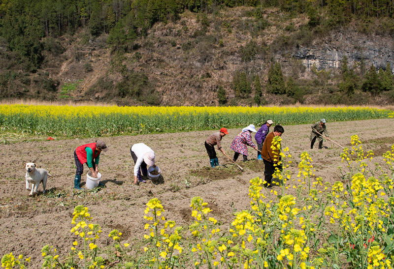 沅陵县荔溪乡池坪村德约家庭农场的村民在翻整田地，准备种植。田文国摄