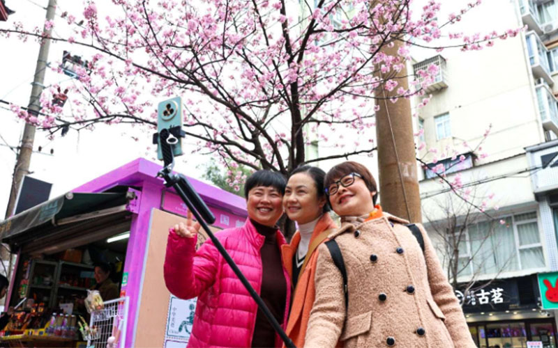 游客在高山街櫻花樹下拍照打卡。單位供圖