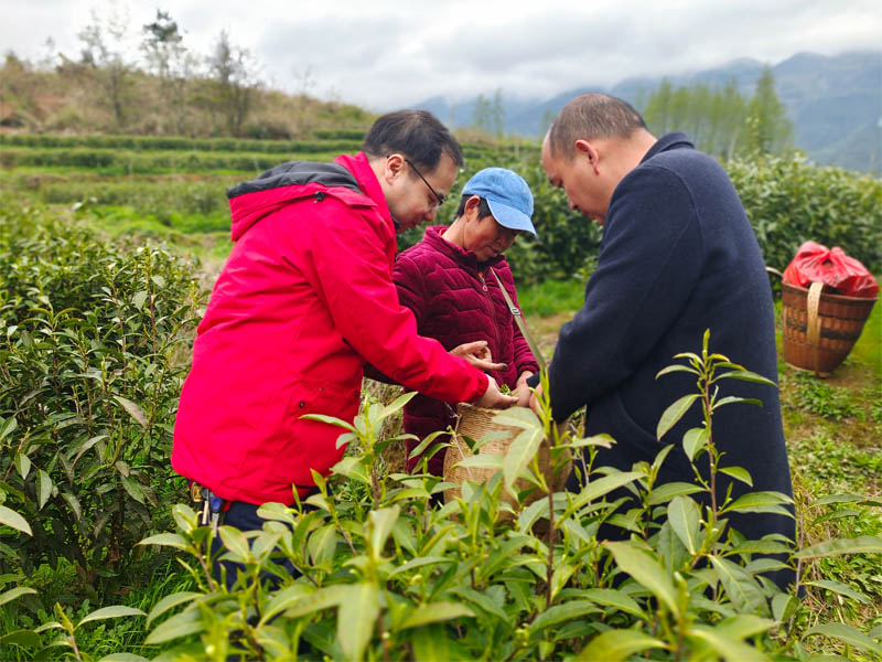 農商銀行工作人員了解茶農生產經營情況。單位供圖