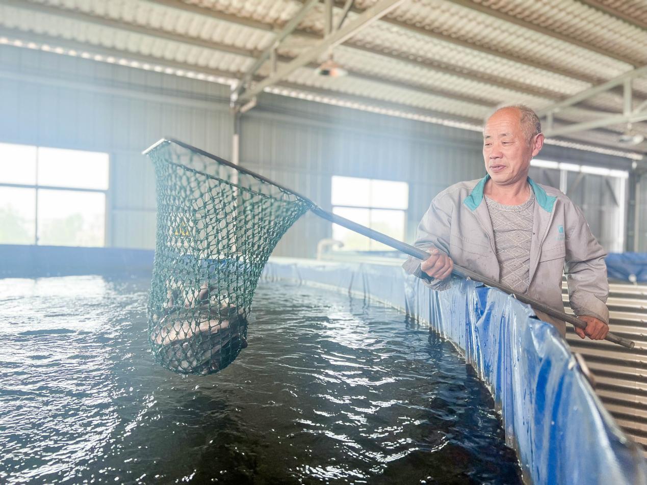 復興圍村發展鱸魚、鱖魚室內養殖，為周邊農戶提供就業崗位。梁煥鑫 攝