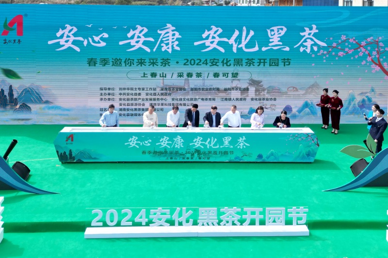 安化36万亩茶园开采 奏响首届中国黑茶大会前奏。单位供图