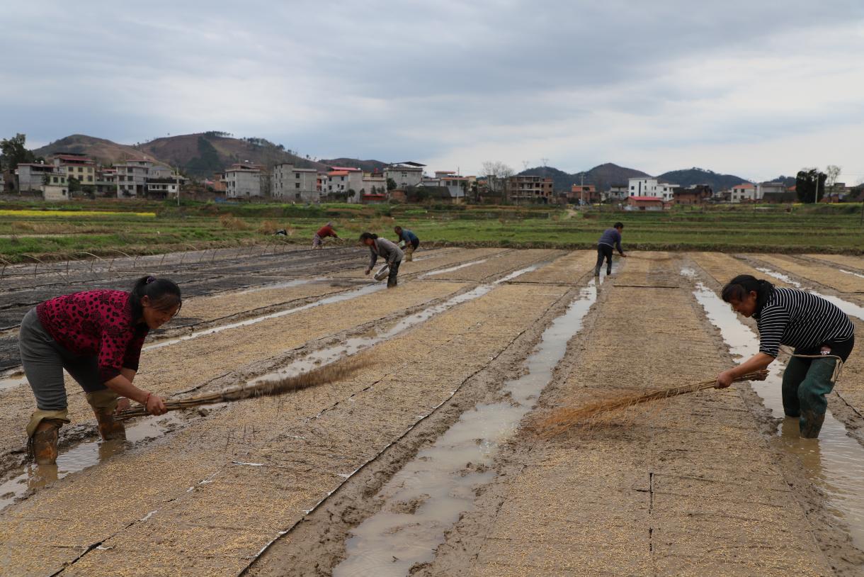邓家铺镇石龙兴村村民利用水稻塑盘播种施肥育秧现场。单位供图