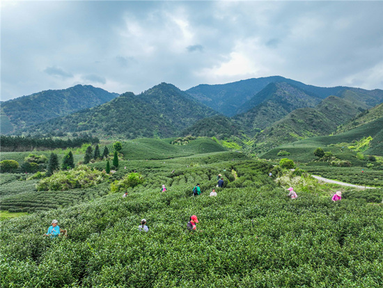 湖南省永州市江华瑶族自治县桥市乡大鱼塘村，采茶工在茶园采茶。受访单位供图