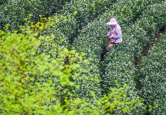 湖南省永州市江华瑶族自治县桥市乡大鱼塘村，采茶工在茶园采茶。受访单位供图
