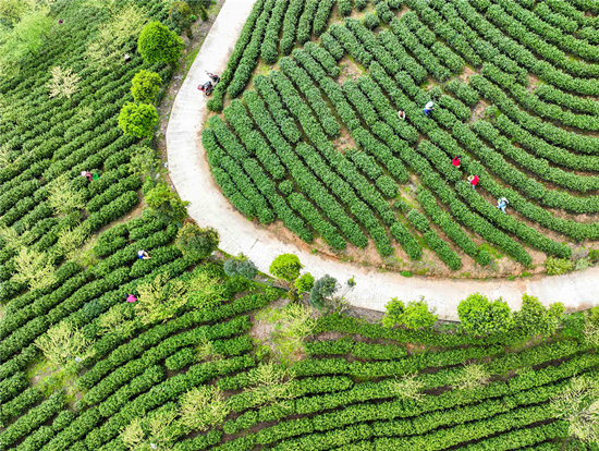 湖南省永州市江华瑶族自治县桥市乡大鱼塘村，采茶工在茶园采茶。受访单位供图
