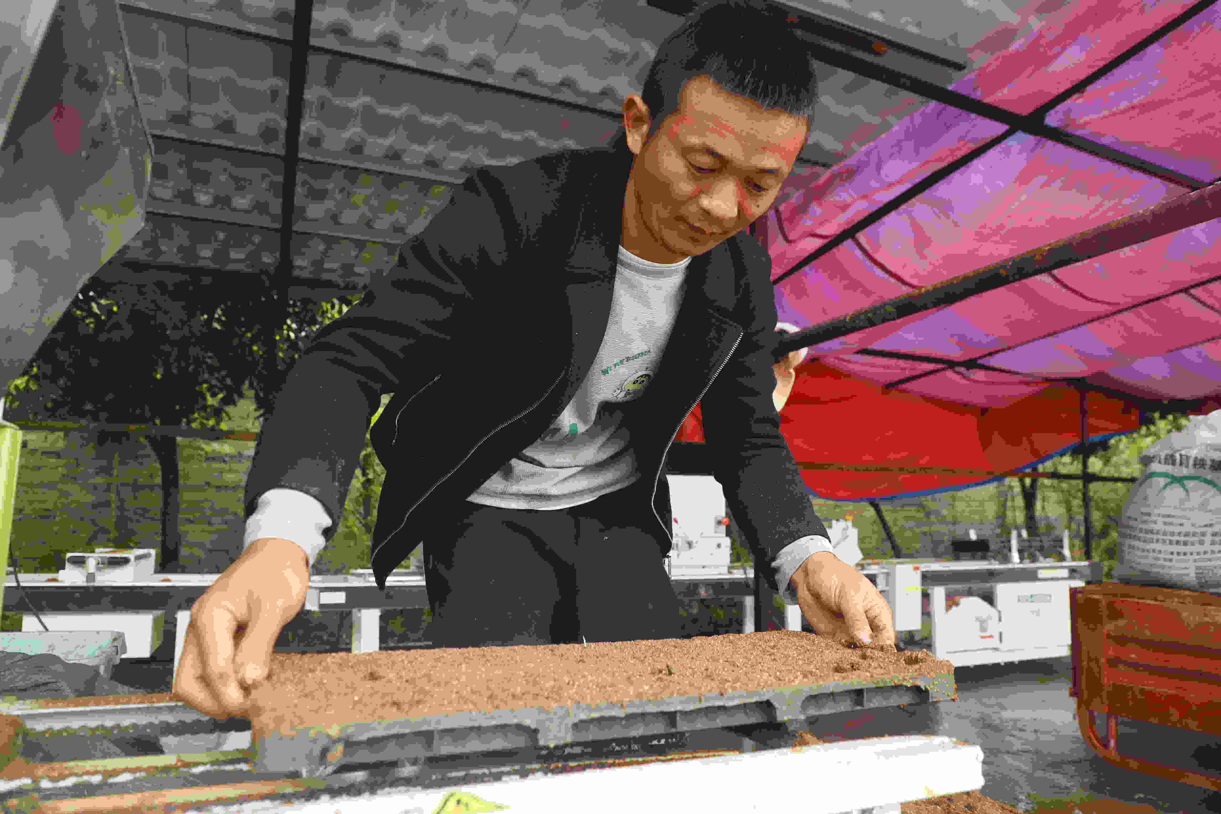 在雙清區清又清農業農機農民專業合作社，工人們正在進行機械化育秧。單位供圖