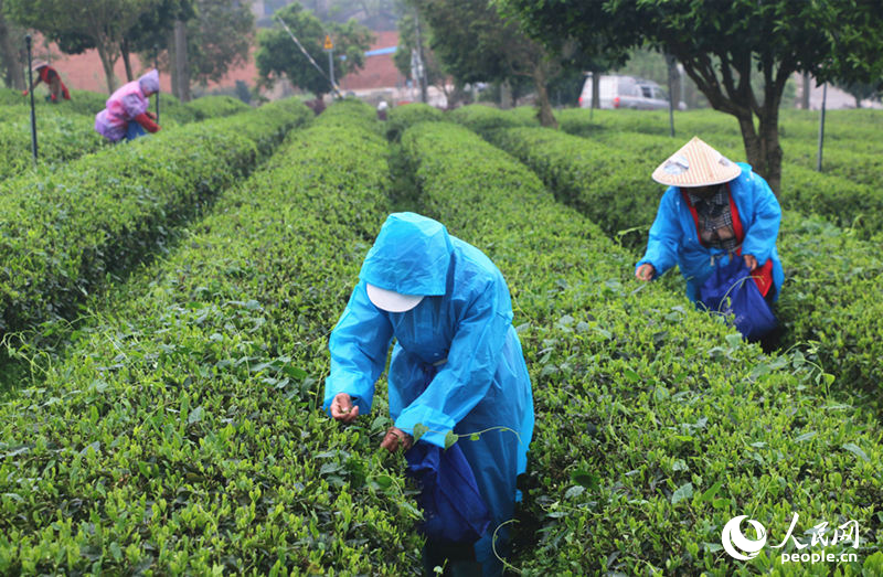 采摘春茶。人民网记者 刘宾摄