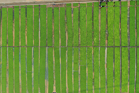 岳陽縣豐瑞農機專業合作早稻春耕生產現場。單位供圖