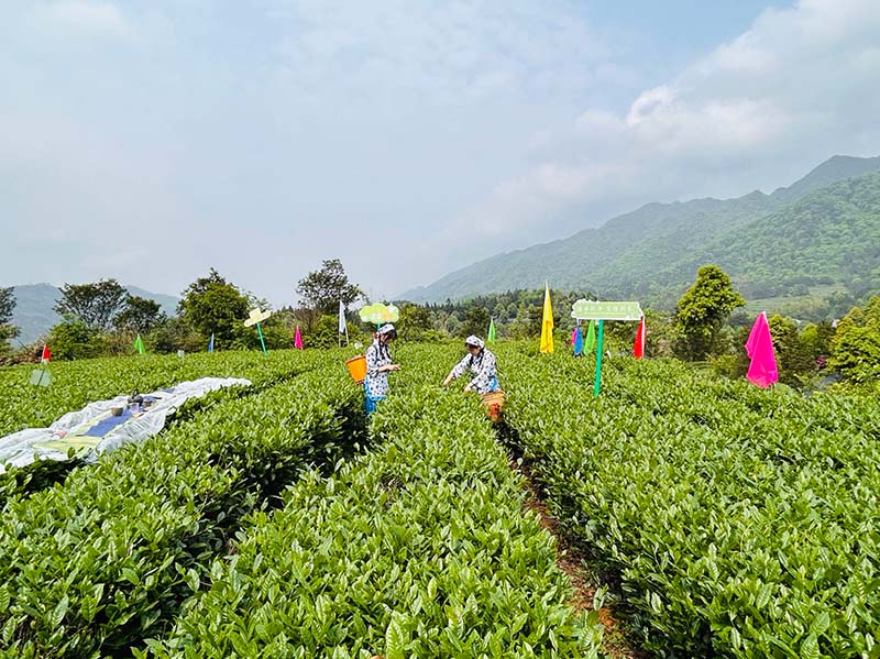 白沙溪茶厂茶园在进行采摘工作。何彪摄