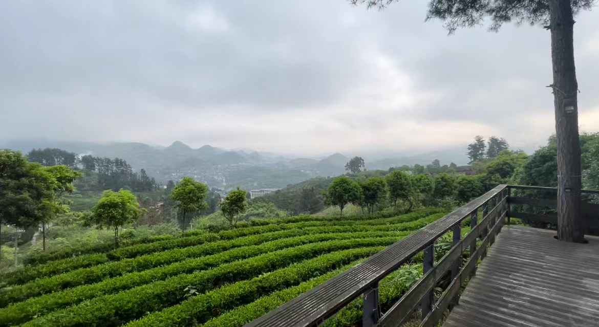 青竹山庄茶园。邓依乔摄