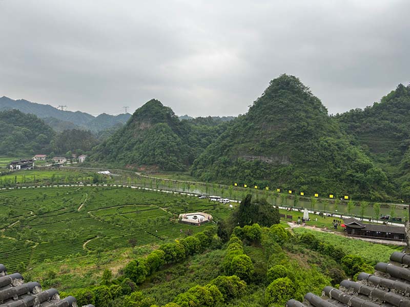 茶葉初展綠意盎。何彪攝