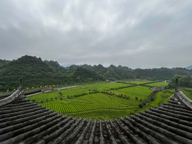 細雨洒遍茶葉枝，清香彌漫春天裡。何彪攝