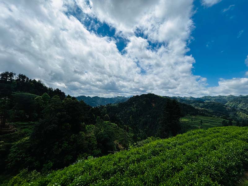 保靖國茶村一望無際的茶園生機盎然。何彪攝
