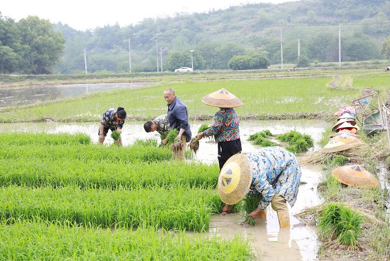 村民在育秧田整理秧苗，為插秧做准備。歐陽潘攝