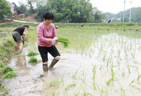 村民們正在熱火朝天地插秧。歐陽潘攝