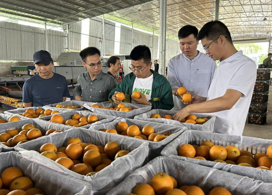 客商参观夏橙仓库选果分拣中心。李悦蕾摄