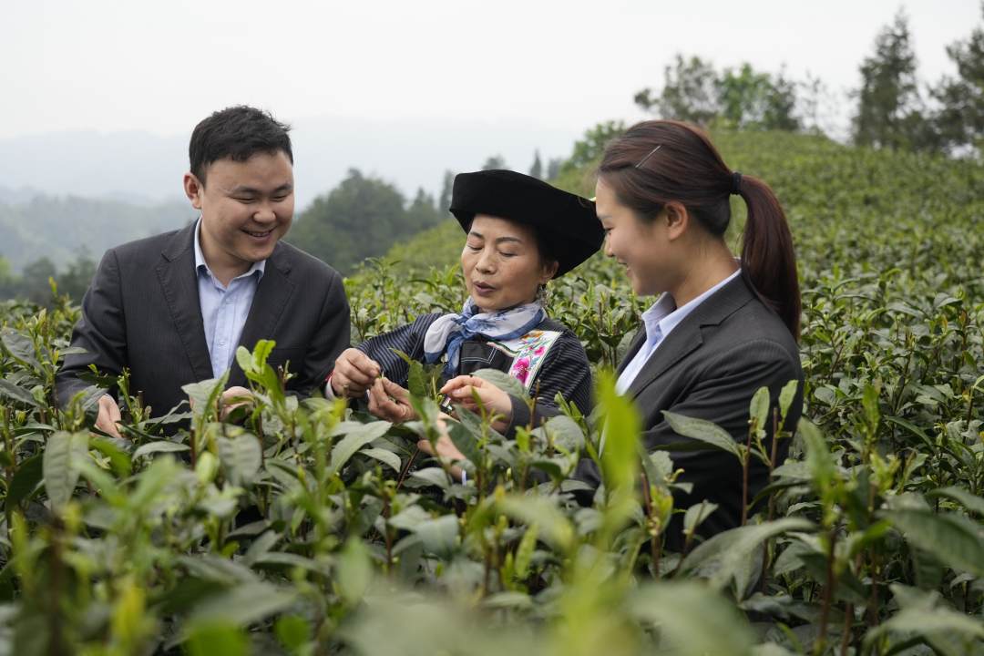 银行工作人员在茶园了解茶农生产情况。申智林摄