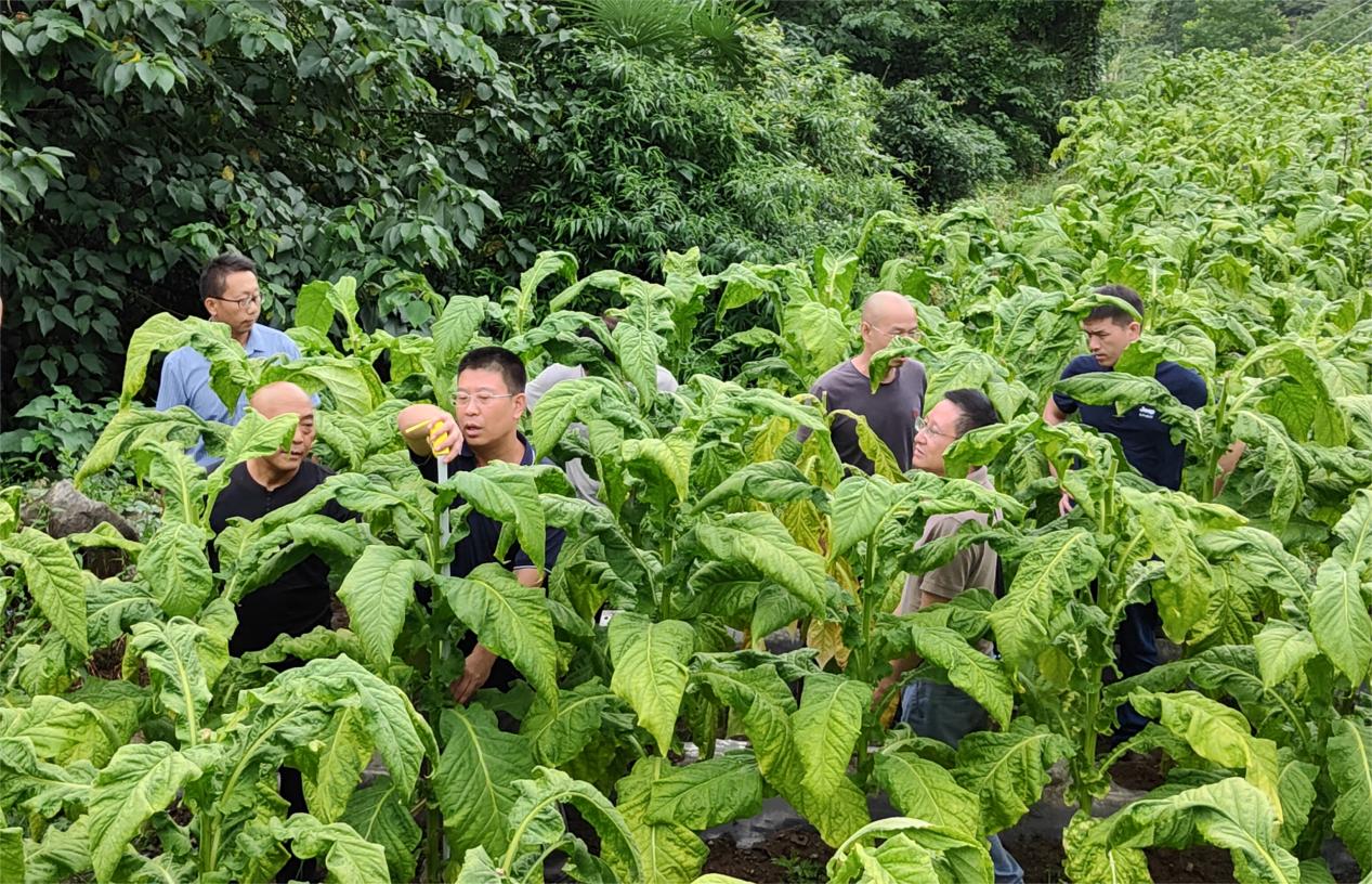 湖南中烟人员开展基地运行评价和烟叶产质量调查。门思润摄