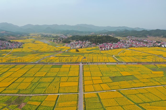 广袤的乡村耕地。单位供图