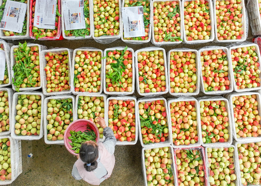  On May 22, 2024, at the early peach centralized purchase point of Dapingpu Farm, Dao County, Yongzhou City, Hunan Province, farmers kept the framed peaches fresh. Photographed by Jiang Keqing