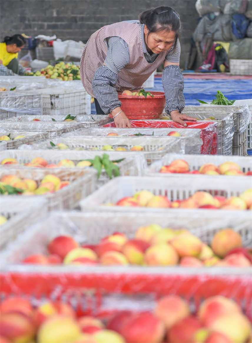  On May 22, 2024, farmers were loading baskets of peaches at the early peach centralized purchase point of Dapingpu Farm, Dao County, Yongzhou City, Hunan Province. Photographed by Jiang Keqing