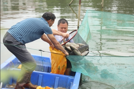 村民齊心協力打撈鮮魚。曾玉娟攝