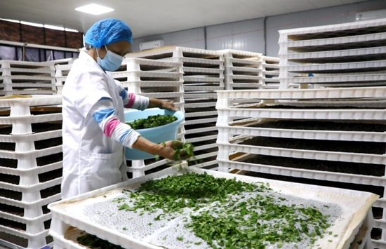 茂家社区小蚕养殖基地,村民正在喂蚕。肖亚湘摄