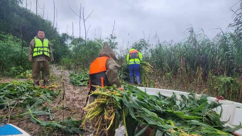 给麋鹿投放饲料。黄山中宇摄