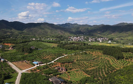麻子塘水果基地實現規模化種植和品牌化營銷。受訪單位供圖