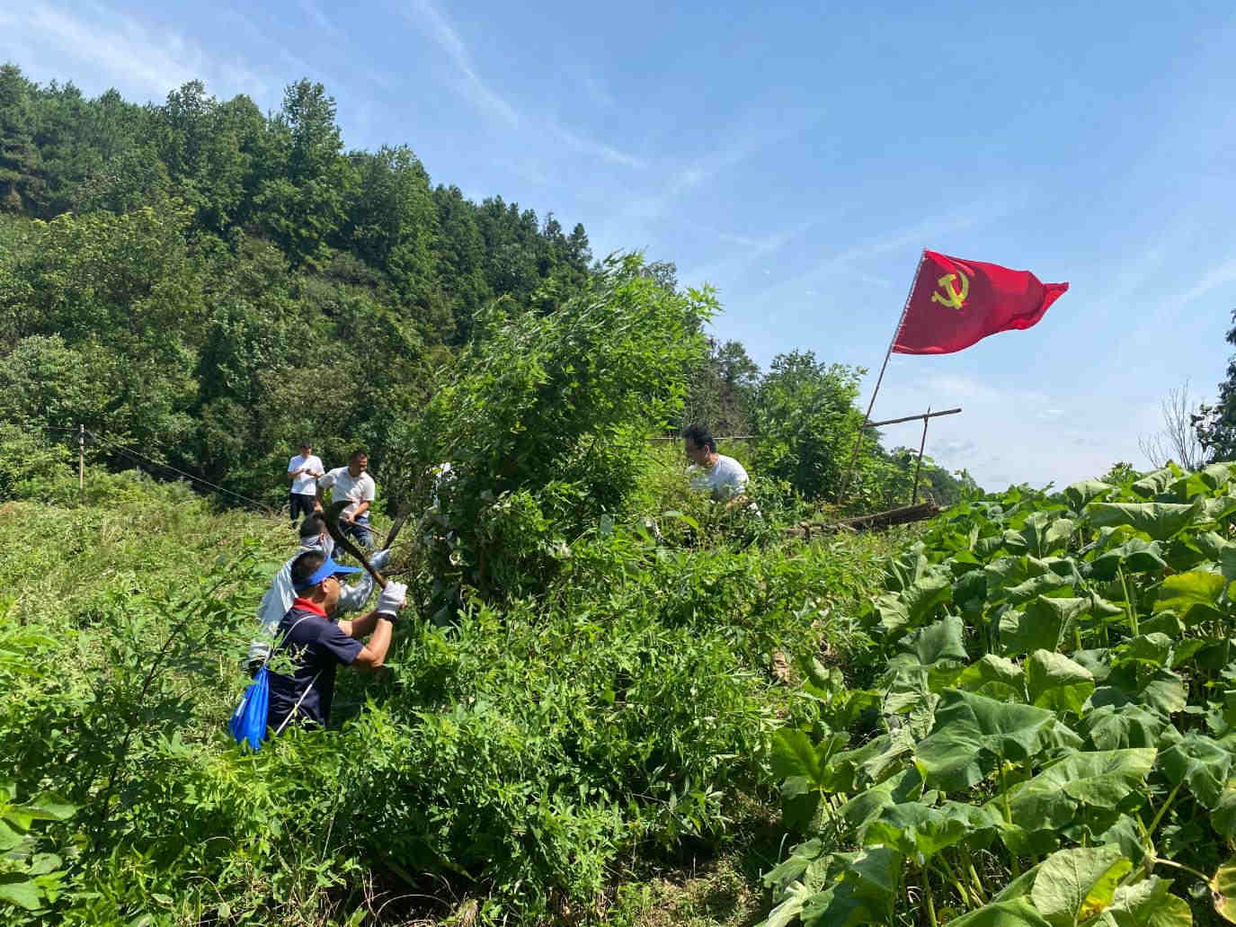 7月8日，沅陵县委统战部在筲箕湾镇银华山村小岔溪山塘砍青、清理坝底杂草，为后期加固、治理病险山塘做好前期准备工作。单位供图