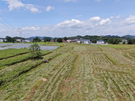 艾草种植基地正在机械化采收艾草。陈攀摄
