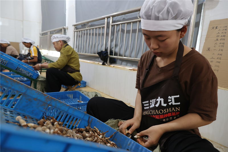 黑皮鸡枞菌进行加工。受访单位供图